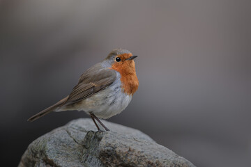 European Robin, Erithacus rubecula, orange songbird perched. Bird in natural habitat. Europe wildlife.  Organ-grey bird. Clean background. Slovenia.