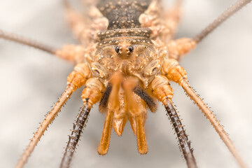 Detailed symmetrical portrait of an harvestman or daddy longleg, (Phalangium opilio)