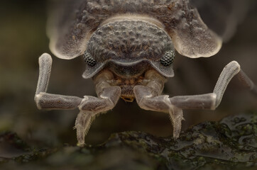 Detailed portrait of a common rough Woodlouse, porcellio scaber, Isopods of europe.  Extreme macro