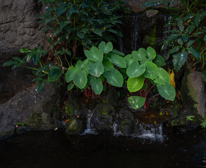 Rainforest View of Wild Taro Plants Growing in a Small Waterfall.