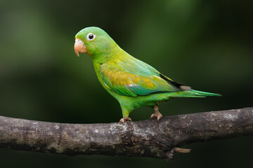 Orange-chinned parakeet, Brotogeris jugularis, portrait of green parrot with yellow head, Costa Rica. Tropical jungle of Costa Rica.