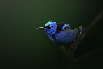 Portrait of a perched honeykreeper (Cyanerpes cyaneus, Costa Rica