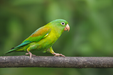 Orange-chinned parakeet, Brotogeris jugularis, portrait of green parrot with yellow head, Costa Rica. Tropical jungle of Costa Rica.