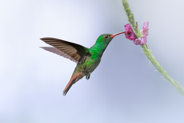 Rufous-tailed Hummingbird, Amazilia tzacatl, eating bird from beautiful purple flower in natural habitat. Blue background.  Bird from Costa rica