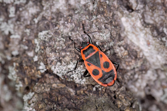 Firebug, Pyrrhocoris apterus, is a common insect of the family Pyrrhocoridae. Sitting on wood. - Powered by Adobe