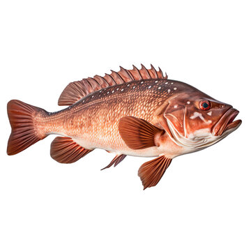 side view of Grouper fish swimming isolated on a white transparent background 