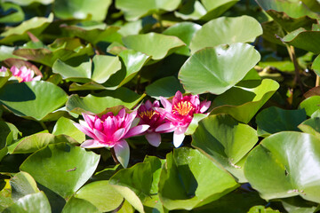 Detail view of three pink water lilies.