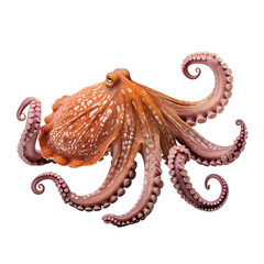 Obraz premium side view of Octopus swimming isolated on a white transparent background 