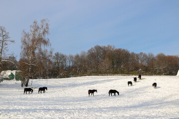 Naklejka premium horses in winter