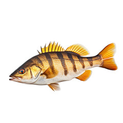 Naklejka premium side view of Snapper fish swimming isolated on a white transparent background 