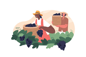 Amidst The Golden Hues Of The Vineyard, Diligent Workers Characters Labor, Carefully Harvesting Ripe Grapes