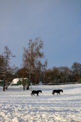 horses in snow
