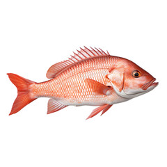 side view of Snapper fish swimming isolated on a white transparent background 