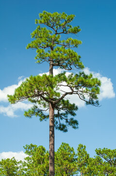 An old growth Longleaf Pine tree against a blue sky and single cloud, Wade Tract Preserve, Georgia