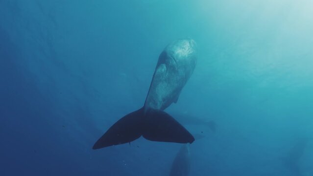 A grand male sperm whale sleeps vertically, forming a column-like shape, captured in a stunning upward view. Check my gallery for similar footages.