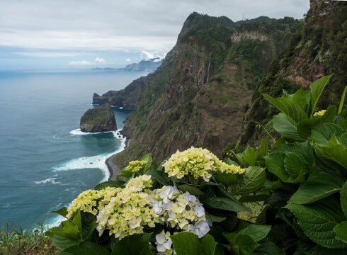 Scenic elevated view towards the Rocha do Navio Reserve and Ponta de Catarina Pires cape. Ocean, blooming hydrangea flower, cliffs and waterfall. Portugal, Madeira, Santana.