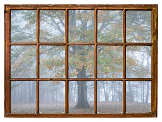 forest and oak tree in fog as seen from a retro sash window