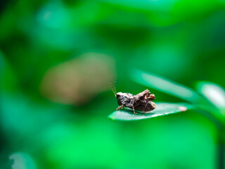 insect, nature, macro, leaf, bug, animal, closeup, wildlife, dragonfly, spider, fly, summer, wild, plant, brown, wings, close-up, grasshopper, ant, insects, fauna, grass, antenna, butterfly, close