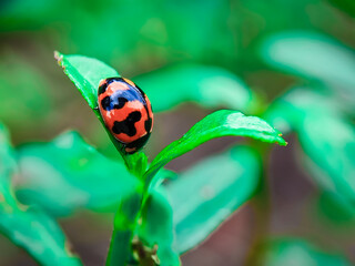 ladybug, insect, ladybird, nature, beetle, bug, leaf, macro, red, grass, animal, close-up, summer, spring, black, garden, insects, plant, spotted, lady, closeup, small, leaves, beauty, bird