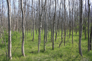 Young Forest in Leipzig, Germany
