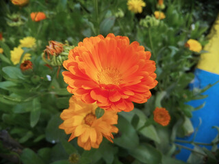 orange dahlia flowers