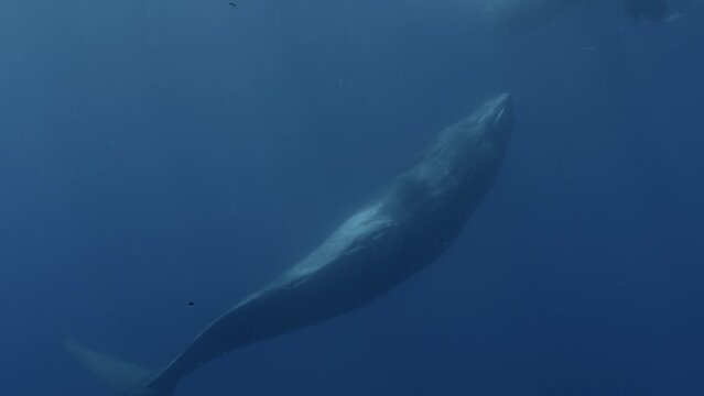 Young sperm whale in erection 