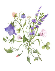 Bouquet of wildflowers with lavender, bluebells, bindweed and clover. Watercolor illustration
