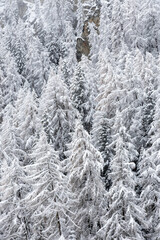 snow covered pine trees - 688075862