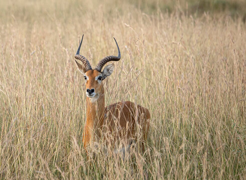 Uganda Kob, Kobus kob thomasi, hiding in the grass in Murchison Falls National Park, Uganda.