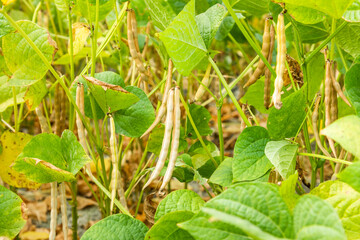 Close-up of adzuki pods growing in the farmland of Wandan, Pingtung, Taiwan.