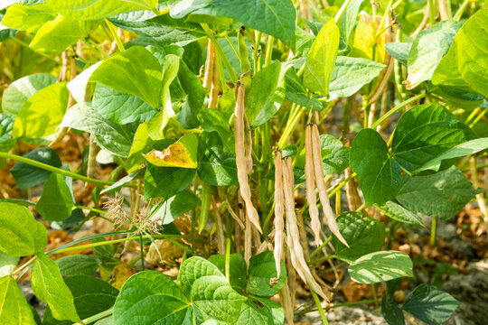 Close-up of adzuki pods growing in the farmland of Wandan, Pingtung, Taiwan.
