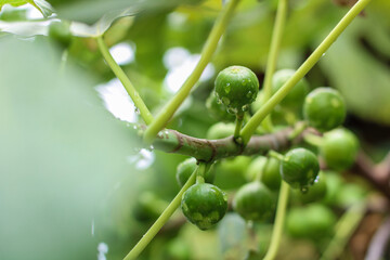 Fototapeta premium figs on tree