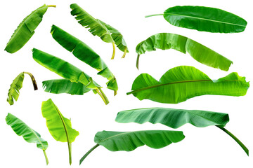 set leaf banana,collection of green leaves pattern isolated