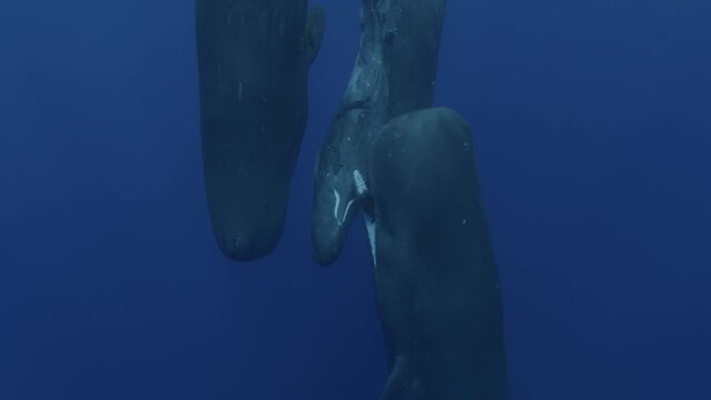 A group of sperm whales socializing in the waters of Mauritius, a remarkable display of marine mammal behavior. Ideal for wildlife documentaries and educational content.