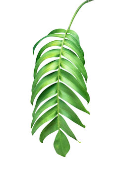 Green leaves pattern ,leaf monstera isolated
