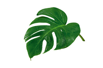 Green leaves pattern,leaf monstera with water drop isolated
