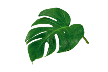 Green leaves pattern,leaf monstera with water drop isolated