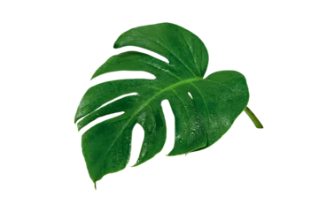 Fotobehang Tropisch Green leaves pattern,leaf monstera with water drop isolated  © sirawut