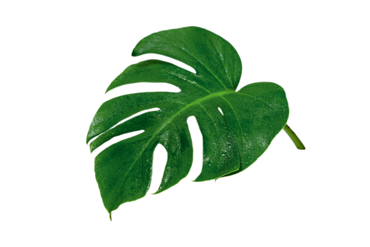 Green leaves pattern,leaf monstera with water drop isolated