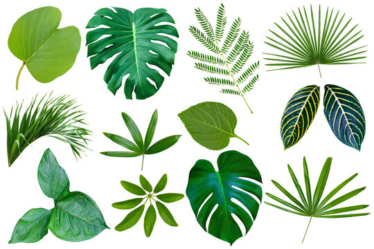 Fototapeta collection various of green leaves pattern for nature concept,set of tropical leaf isolated