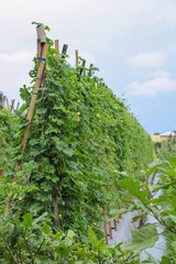 Bitter melon in the garden