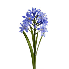 Siberian Squill (Scilla siberica) isolated on transparent background - obrazy, fototapety, plakaty