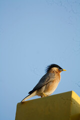 Brahminy starling