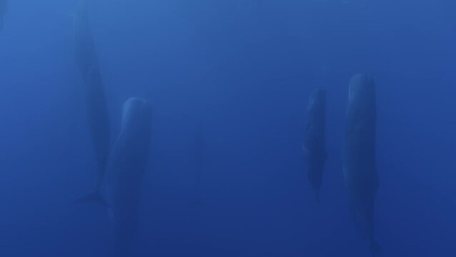 A large group of sperm whales sleeps vertically in the water, creating a striking and serene underwater tableau. 
