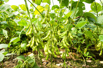 Close-up of edamame pods growing in the farmland of Wandan, Pingtung, Taiwan.