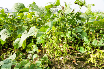 Close-up of edamame pods growing in the farmland of Wandan, Pingtung, Taiwan.