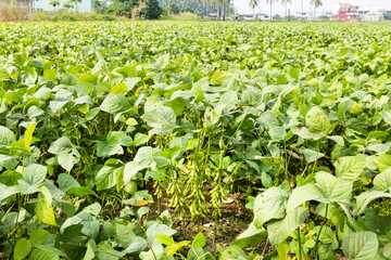 Fototapeta na wymiar A large area of edamame crop in the farmland of Wandan, Pingtung, Taiwan.