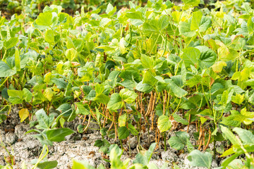 Close-up of adzuki pods growing in the farmland of Wandan, Pingtung, Taiwan.
