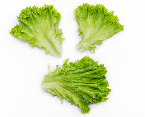 Green salad leaves. Salad isolated on white background. Lettuce leaves for making a hamburger.