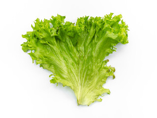 Green salad leaves. Salad isolated on white background. Lettuce leaves for making a hamburger.